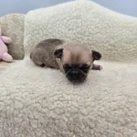 Zoey Full Akc male, a male Chihuahua for sale in Cullowhee, NC – 7 of 10