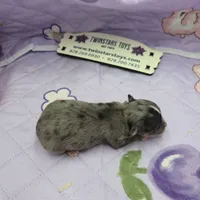 Juliette's Blue Merle female full AKC, a female Chihuahua for sale in Cullowhee, NC – 6 of 10