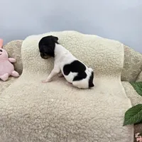 Cupcake tiny tri male, a male Toy Fox Terrier for sale in Cullowhee, NC – 4 of 10