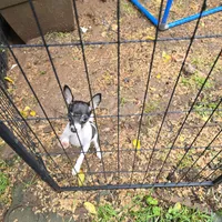 Gidget, a female Toy Fox Terrier for sale in Cullowhee, NC – 4 of 9