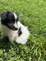 Lucy female full AKC , a female Shetland Sheepdog for sale in Cullowhee, NC – 9 of 10