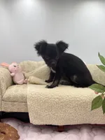Full Akc Juliette Female1, a female Chihuahua for sale in Cullowhee, NC – 8 of 9