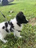 Lucy’s male full AKC color head , a male Shetland Sheepdog for sale in Cullowhee, NC – 7 of 10
