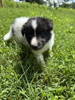 Lucy female full AKC , a female Shetland Sheepdog for sale in Cullowhee, NC – 4 of 10