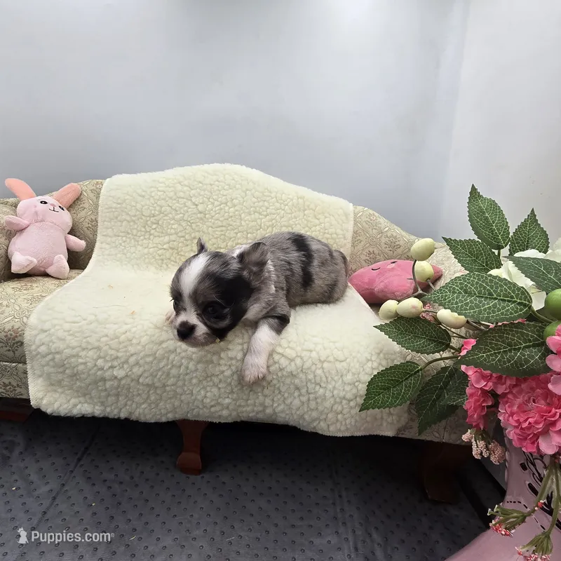 Full AKC Juliette Male # 1 – Chihuahua puppy for sale in Cullowhee, NC