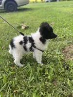 Lucy’s male full AKC color head , a male Shetland Sheepdog for sale in Cullowhee, NC – 9 of 10