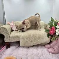 Full AKC Summer Male 1, a male Chihuahua for sale in Cullowhee, NC – 4 of 10