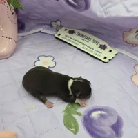 Sonia's chocolate male full Akc, a male Chihuahua for sale in Cullowhee, NC – 7 of 10