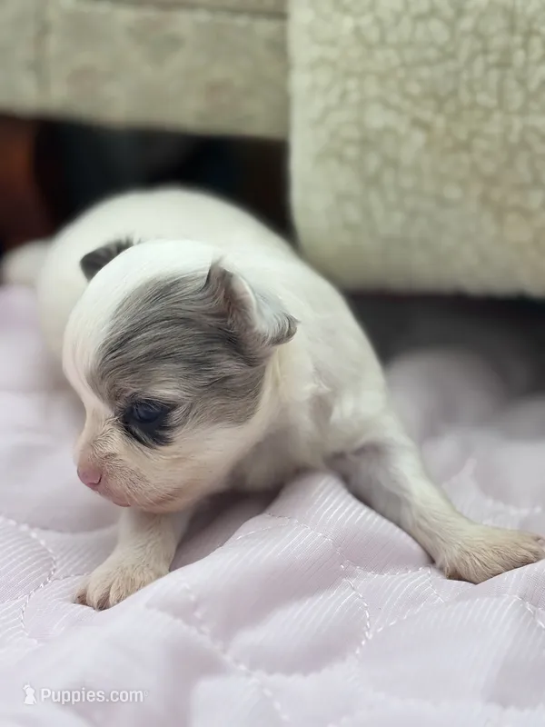 Full AKC Hermione Female  – Chihuahua puppy for sale in Cullowhee, NC