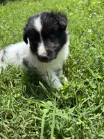 Lucy female full AKC , a female Shetland Sheepdog for sale in Cullowhee, NC – 1 of 10