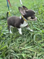  Tripp  male full AKC , a male Chihuahua for sale in Cullowhee, NC – 6 of 10