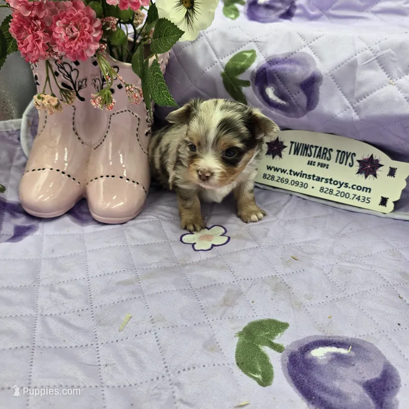 Full AKC Dixie's Chocolate Merle – Chihuahua puppy for sale in Cullowhee, NC