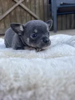 Blue tri full AKC , a female Chihuahua for sale in Cullowhee, NC – 6 of 10