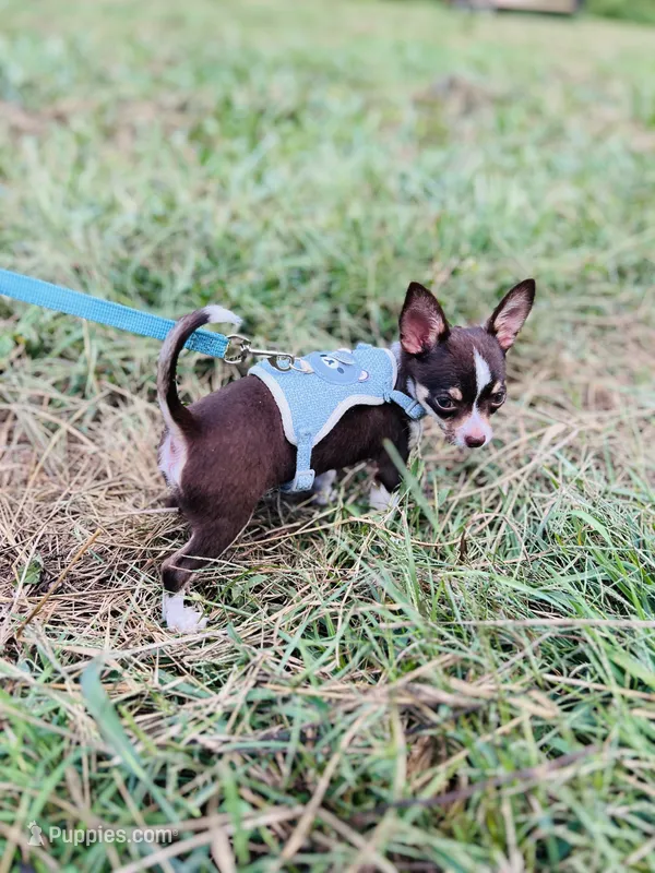  Tripp  male full AKC  chocolate – Chihuahua puppy for sale in Cullowhee, NC