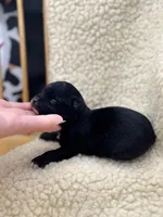 JDs black n white LC female , a female Chihuahua for sale in Cullowhee, NC – 10 of 10