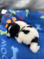 Lucy’s male full AKC color head , a male Shetland Sheepdog for sale in Cullowhee, NC – 8 of 10