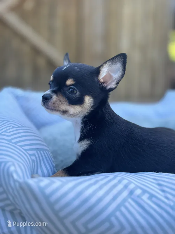  tri male 2  AKC  – Chihuahua puppy for sale in Cullowhee, NC