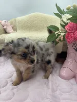 Full AKC Lilly Female , a female Chihuahua for sale in Cullowhee, NC – 5 of 10