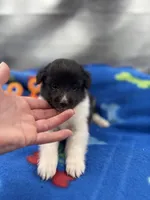 Lucy male black and white full AKC , a male Shetland Sheepdog for sale in Cullowhee, NC – 2 of 10