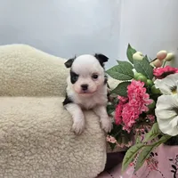 Kitkat Full Akc Champion sire male, a male Chihuahua for sale in Cullowhee, NC – 2 of 10