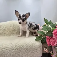 Selina female full AKC , a female Chihuahua for sale in Cullowhee, NC – 7 of 10