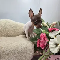 Cupcake tiny chocolate male, a male Toy Fox Terrier for sale in Cullowhee, NC – 10 of 10