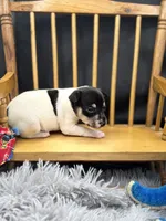Topanga Male 1 , a male Toy Fox Terrier for sale in Cullowhee, NC – 5 of 10