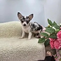 Selina female full AKC , a female Chihuahua for sale in Cullowhee, NC – 9 of 10