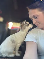 Full AKC Blue Eyed Jill female, a female Chihuahua for sale in Cullowhee, NC – 3 of 10