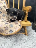  tri male long coat AKC , a male Chihuahua for sale in Cullowhee, NC – 4 of 10