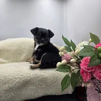 Full AKC Winnie f2, a female Chihuahua for sale in Cullowhee, NC – 8 of 8