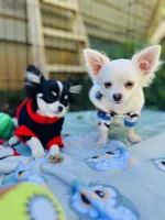 Full AKC Snowy Hidden Merle male, a male Chihuahua for sale in Cullowhee, NC – 3 of 10