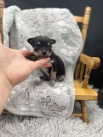 Tri male short coat , a male Chihuahua for sale in Cullowhee, NC – 6 of 10