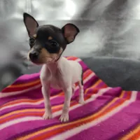 Tinkers Tiny Tim, a male Toy Fox Terrier for sale in Cullowhee, NC – 2 of 10