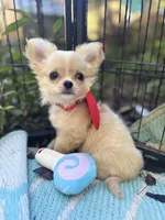 Precious Full Akc Champion sired female, a female Chihuahua for sale in Cullowhee, NC – 8 of 10