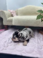 Ravens male full AKC , a male Chihuahua for sale in Cullowhee, NC – 3 of 10