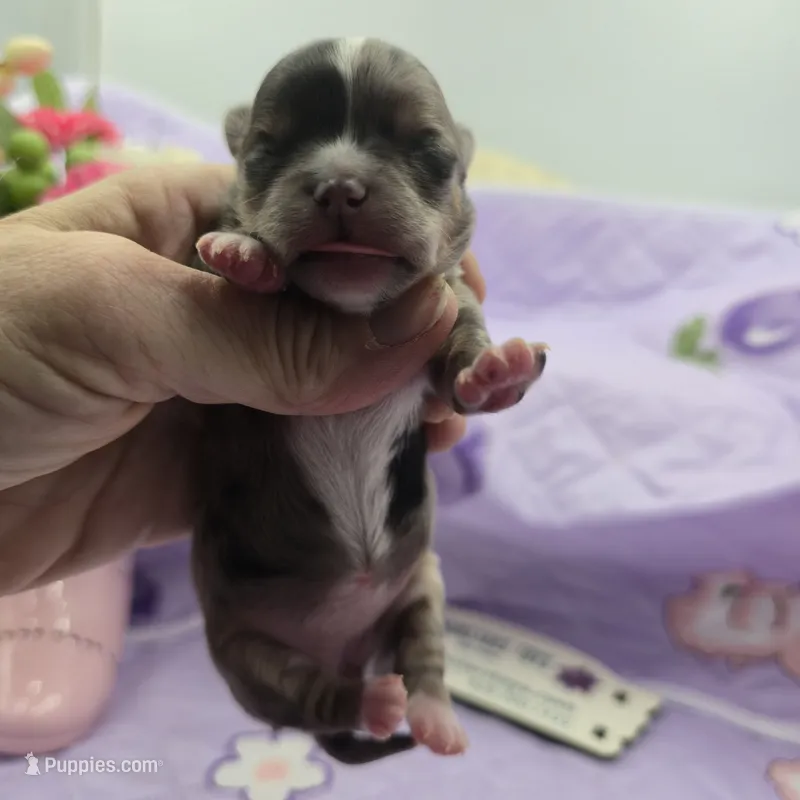 Juliette's Blue Merle female full AKC – Chihuahua puppy for sale in Cullowhee, NC