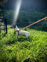 Jeffery Male # 1, a male Toy Fox Terrier for sale in Cullowhee, NC – 7 of 10