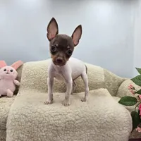 Cupcake tiny chocolate male, a male Toy Fox Terrier for sale in Cullowhee, NC – 9 of 10