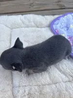 Blue tri full AKC , a female Chihuahua for sale in Cullowhee, NC – 9 of 10