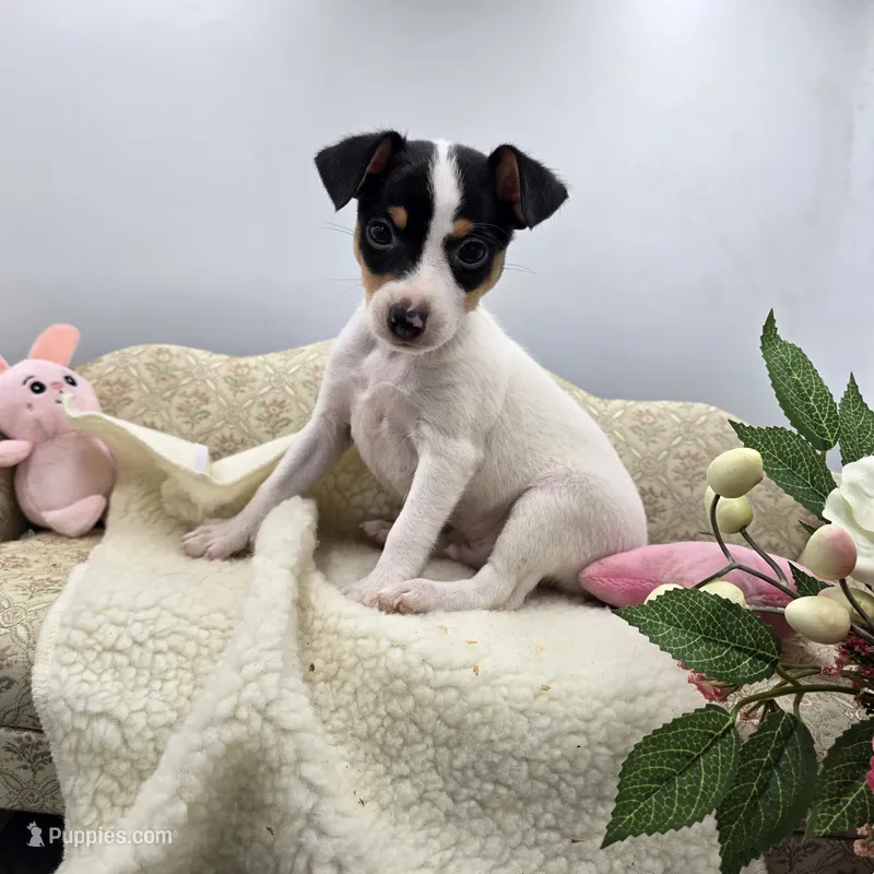 Full AKC Mini's Male # 4 – Toy Fox Terrier puppy for sale in Cullowhee, NC