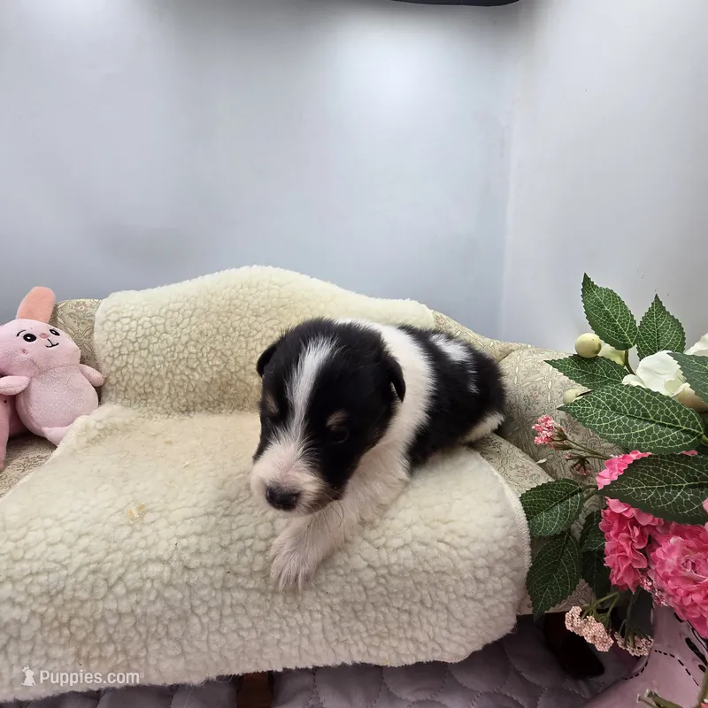 Full AKC Zina M 5 – Shetland Sheepdog puppy for sale in Cullowhee, NC