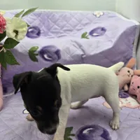 Minnie's sweet girl full Akc, a female Toy Fox Terrier for sale in Cullowhee, NC – 5 of 8