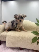 Full AKC Lilly Female , a female Chihuahua for sale in Cullowhee, NC – 3 of 10