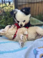 Precious Full Akc Champion sired female, a female Chihuahua for sale in Cullowhee, NC – 9 of 10