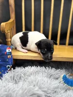 Topanga Male 2 , a male Toy Fox Terrier for sale in Cullowhee, NC – 2 of 8