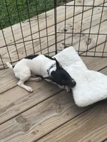 Full AKC Mini's Male #2, a male Toy Fox Terrier for sale in Cullowhee, NC – 3 of 10