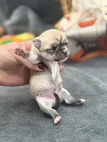 Panda Female 2 full AKC , a female Chihuahua for sale in Cullowhee, NC – 4 of 10