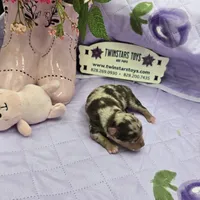 Full Akc Charolette's chocolate merle female, a female Chihuahua for sale in Cullowhee, NC – 2 of 10