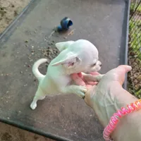 Full AKC Joey hidden merle male, a male Chihuahua for sale in Cullowhee, NC – 4 of 10